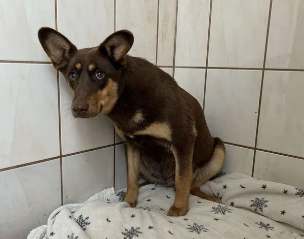 Znaleziono psa, Toruń, 30 stycznia 2026