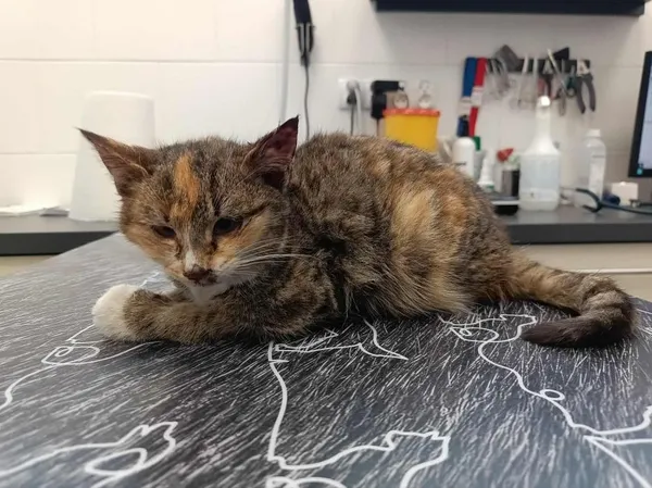 Znaleziono kota, Toruń, 28 stycznia 2026