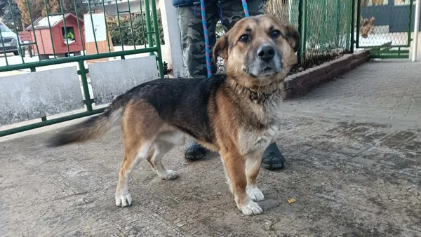 Znaleziono psa, Toruń, 1 lutego 2026