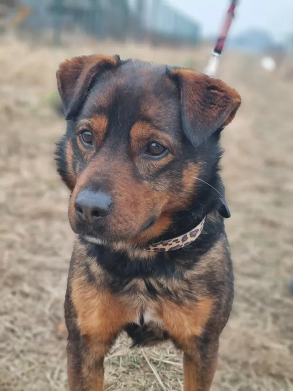 Pies do adopcji, Żywiec, 4 lutego 2026 (2/5)