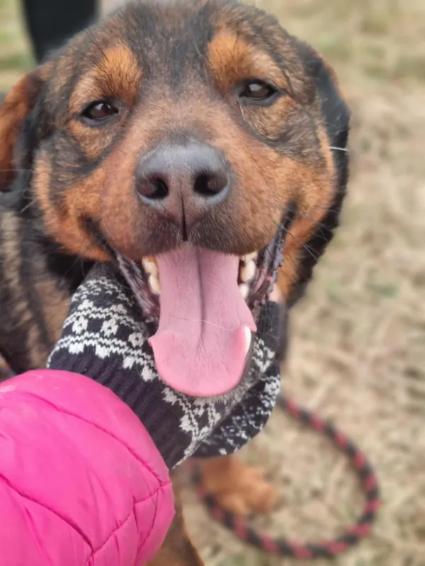 Pies do adopcji, Żywiec, 4 lutego 2026 (4/5)