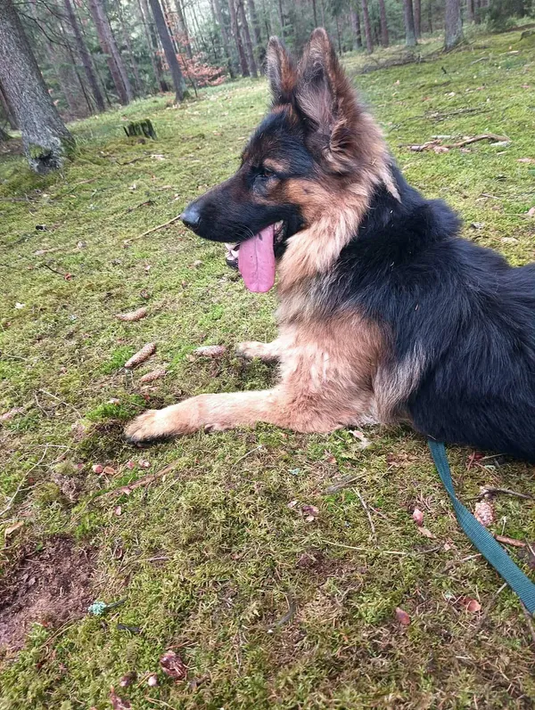 Pies do adopcji, Olsztyn, 10 sierpnia 2024 (3/4)