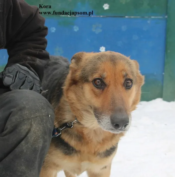 Pies do adopcji, Nowy Dwór Mazowiecki, 5 lutego 2026 (1/5)