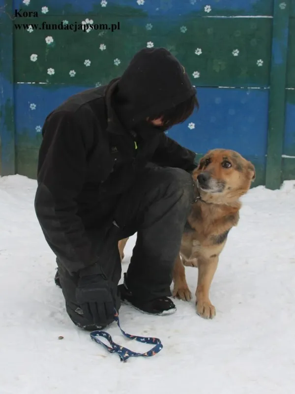 Pies do adopcji, Nowy Dwór Mazowiecki, 5 lutego 2026 (2/5)