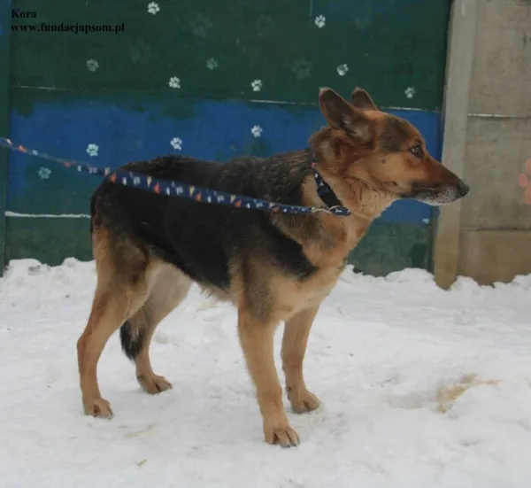 Pies do adopcji, Nowy Dwór Mazowiecki, 5 lutego 2026 (3/5)