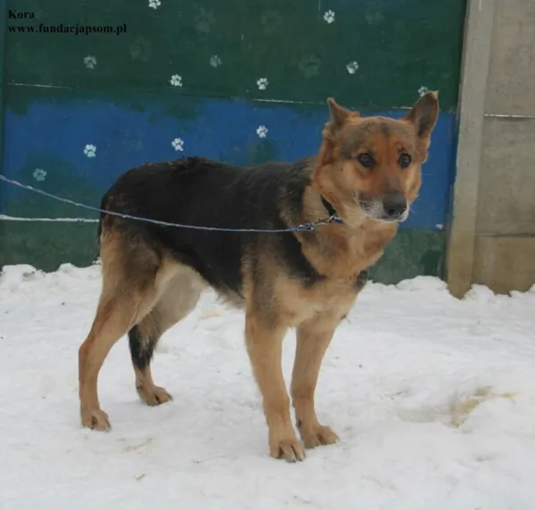 Pies do adopcji, Nowy Dwór Mazowiecki, 5 lutego 2026 (4/5)