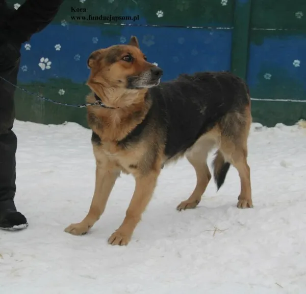 Pies do adopcji, Nowy Dwór Mazowiecki, 5 lutego 2026 (5/5)