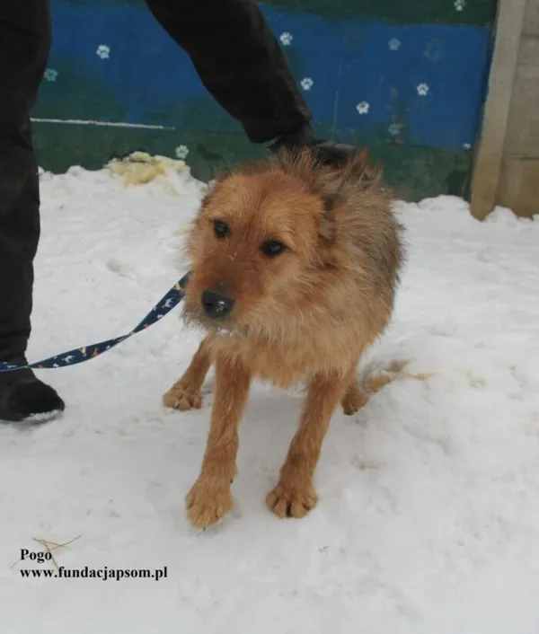 Pies do adopcji, Nowy Dwór Mazowiecki, 5 lutego 2026 (1/5)