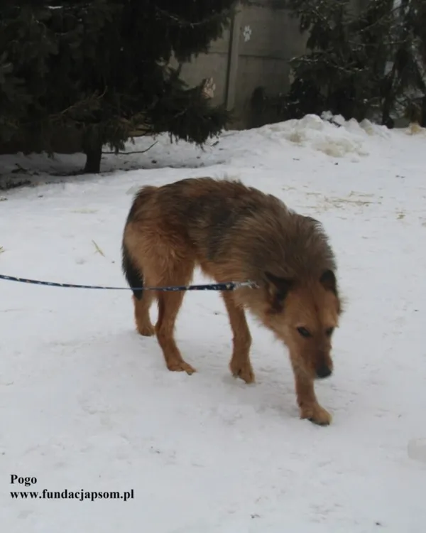 Pies do adopcji, Nowy Dwór Mazowiecki, 5 lutego 2026 (3/5)