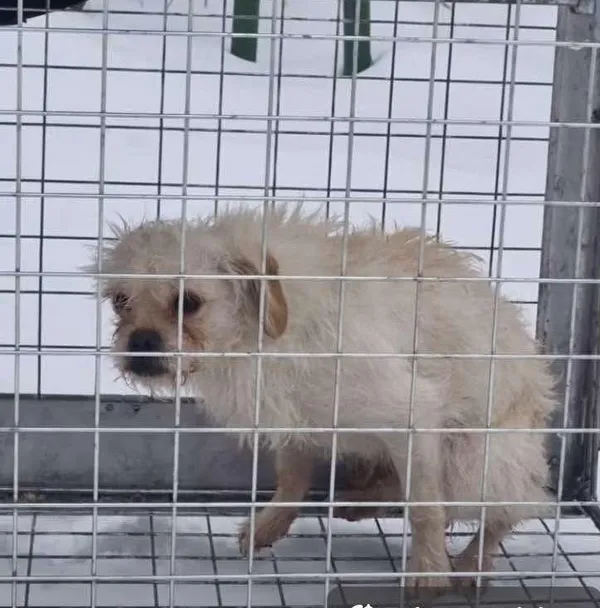 Pies do adopcji, Milanówek, 25 stycznia 2026