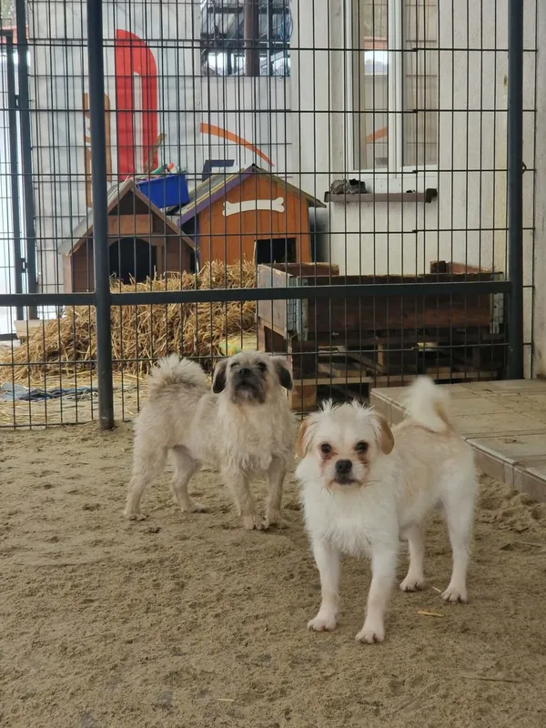 Pies do adopcji, Milanówek, 15 lutego 2026 (3/5)