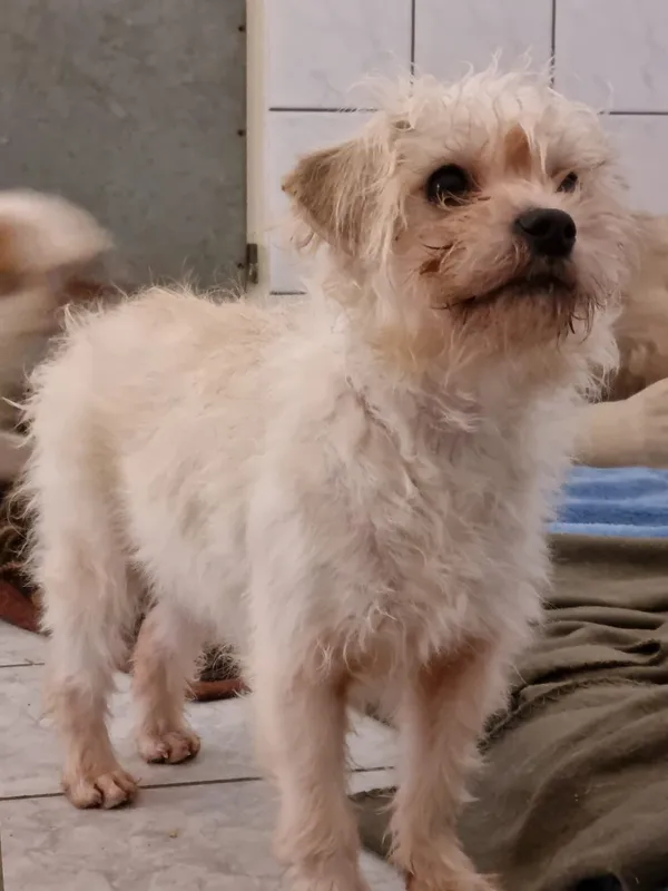 Pies do adopcji, Milanówek, 16 lutego 2026 (1/5)