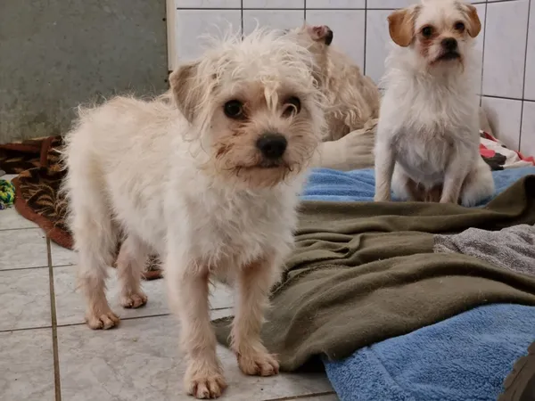 Pies do adopcji, Milanówek, 16 lutego 2026 (2/5)