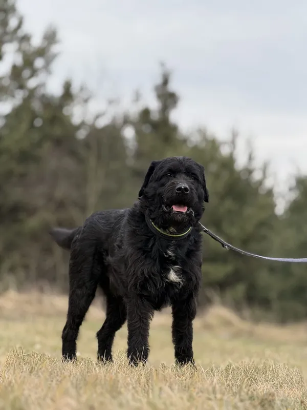 Pies do adopcji, Pieczyska, 5 lutego 2026 (5/5)