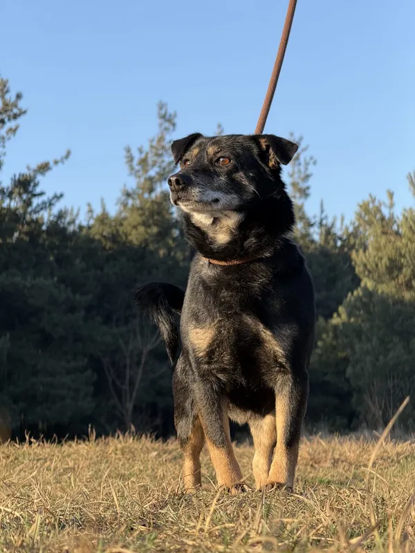 Pies do adopcji, Pieczyska, 5 lutego 2026 (4/5)