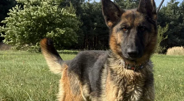 Pies do adopcji, Pieczyska, 5 lutego 2026 (1/5)