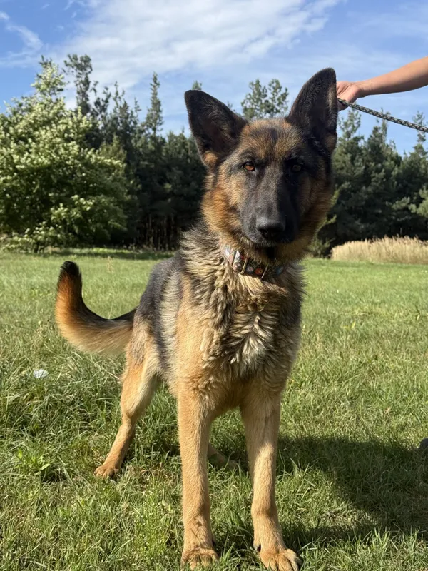 Pies do adopcji, Pieczyska, 5 lutego 2026 (2/5)