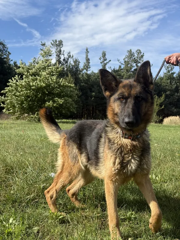 Pies do adopcji, Pieczyska, 5 lutego 2026 (3/5)