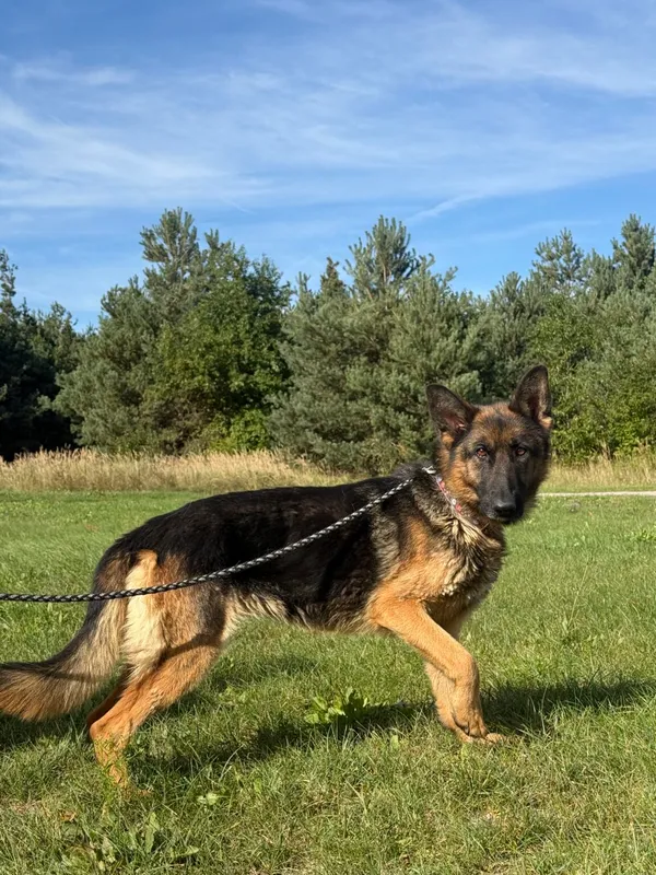 Pies do adopcji, Pieczyska, 5 lutego 2026 (4/5)