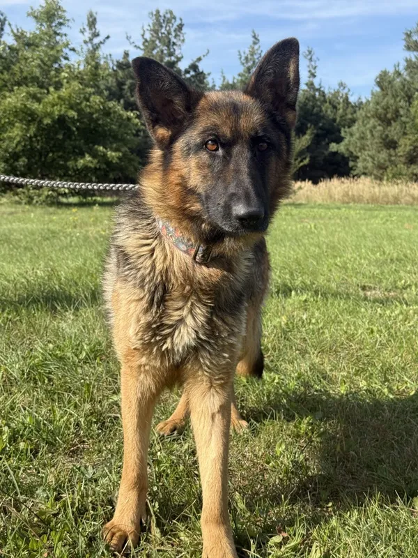 Pies do adopcji, Pieczyska, 5 lutego 2026 (5/5)