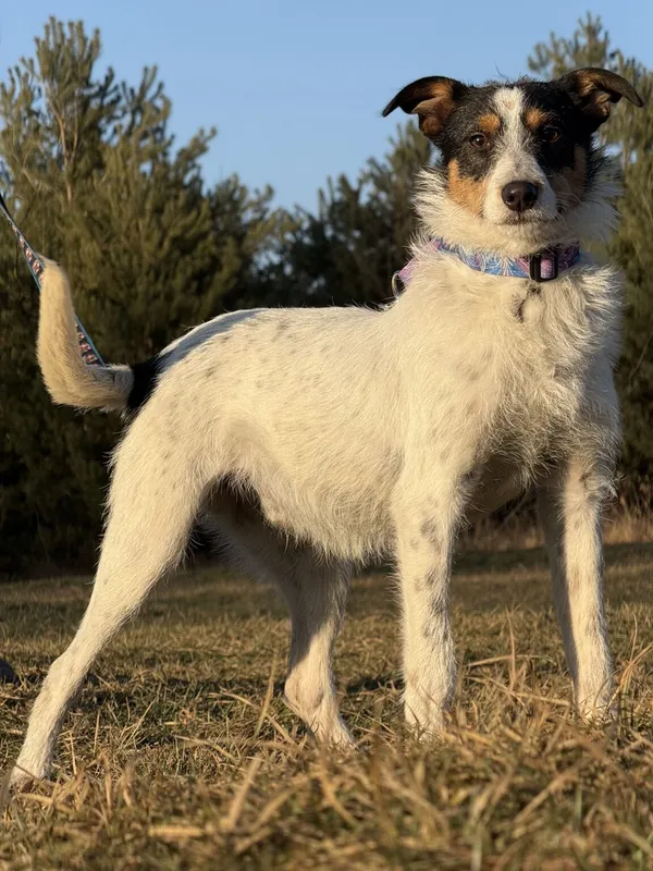 Pies do adopcji, Pieczyska, 5 lutego 2026 (2/5)