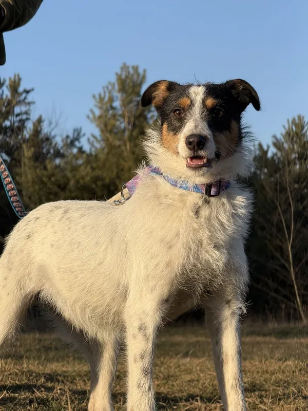 Pies do adopcji, Pieczyska, 5 lutego 2026 (3/5)