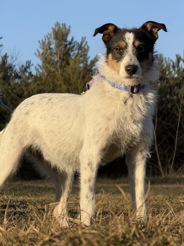 Pies do adopcji, Pieczyska, 5 lutego 2026 (4/5)