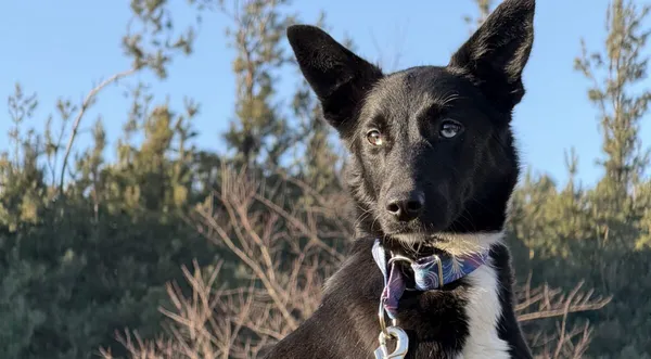 Pies do adopcji, Pieczyska, 5 lutego 2026 (1/5)