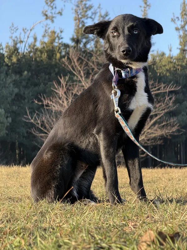 Pies do adopcji, Pieczyska, 5 lutego 2026 (3/5)