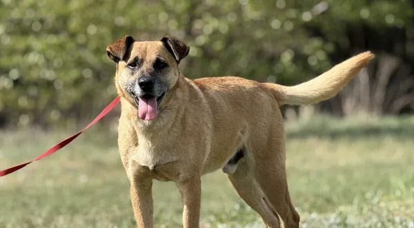 Pies do adopcji, Pieczyska, 5 lutego 2026 (1/5)