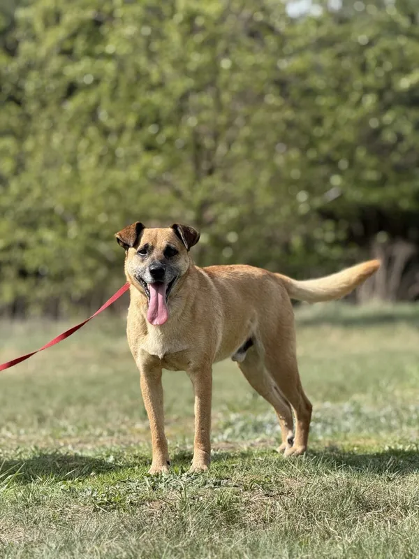 Pies do adopcji, Pieczyska, 5 lutego 2026 (4/5)