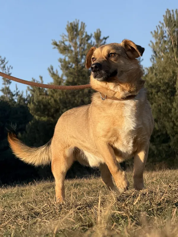 Pies do adopcji, Pieczyska, 5 lutego 2026 (2/5)