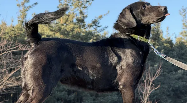 Pies do adopcji, Pieczyska, 5 lutego 2026 (1/5)