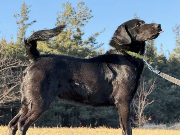 Pies do adopcji, Pieczyska, 5 lutego 2026 (5/5)