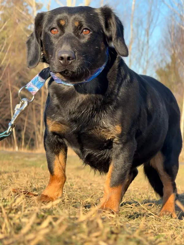 Pies do adopcji, Pieczyska, 5 lutego 2026 (2/4)