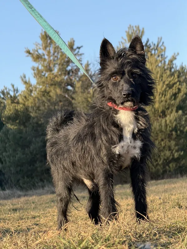 Pies do adopcji, Pieczyska, 5 lutego 2026 (2/5)