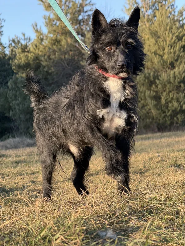 Pies do adopcji, Pieczyska, 5 lutego 2026 (3/5)