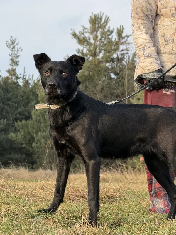 Pies do adopcji, Pieczyska, 5 lutego 2026 (4/5)