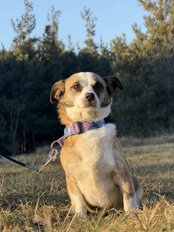 Pies do adopcji, Pieczyska, 5 lutego 2026 (2/5)