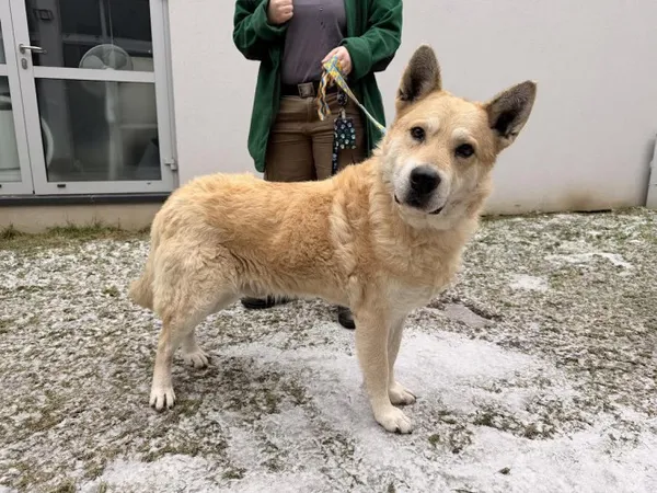 Pies do adopcji, Kraków, 18 stycznia 2026 (2/3)