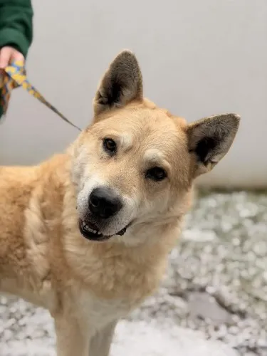 Pies do adopcji, Kraków, 18 stycznia 2026 (3/3)