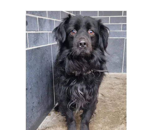 Znaleziono psa, Wrocław, 3 lutego 2026