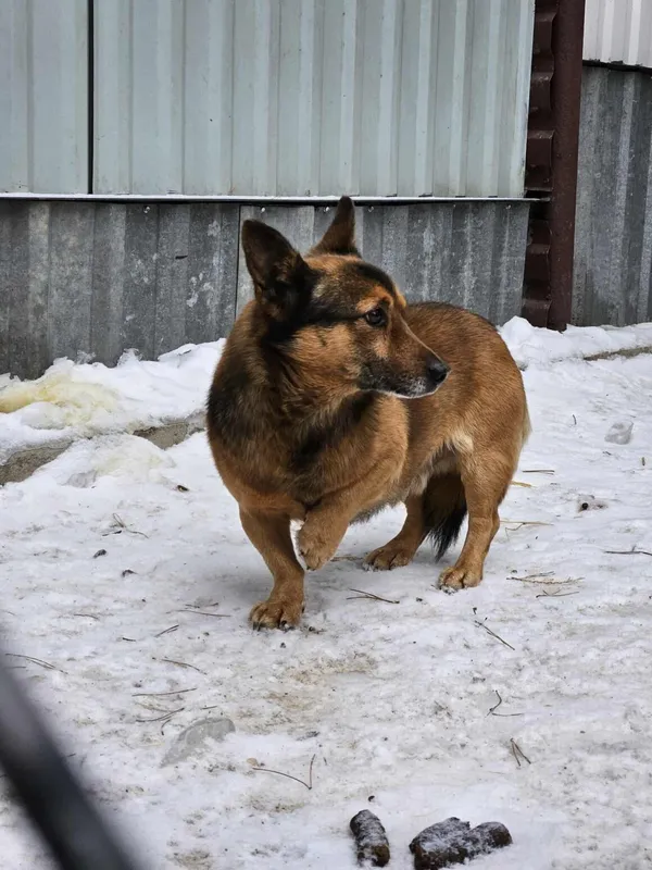 Pies do adopcji, Milanówek, 5 lutego 2026 (2/5)
