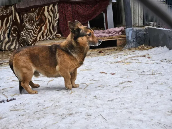 Pies do adopcji, Milanówek, 5 lutego 2026 (5/5)