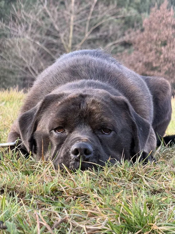 Pies do adopcji, Pieczyska, 5 lutego 2026 (5/5)