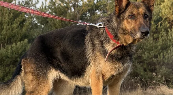 Pies do adopcji, Pieczyska, 5 lutego 2026 (1/4)