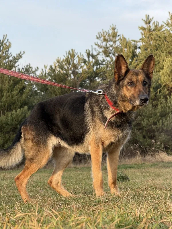 Pies do adopcji, Pieczyska, 5 lutego 2026 (3/4)