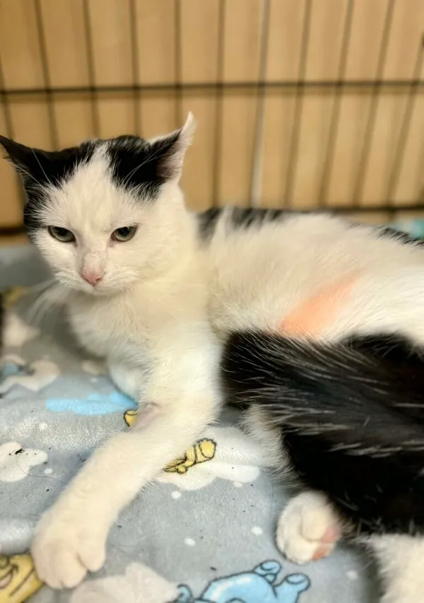 Kot do adopcji, Jelenia Góra, 24 stycznia 2026 (1/3)