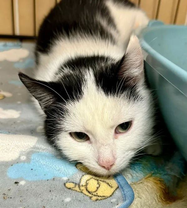 Kot do adopcji, Jelenia Góra, 24 stycznia 2026 (3/3)