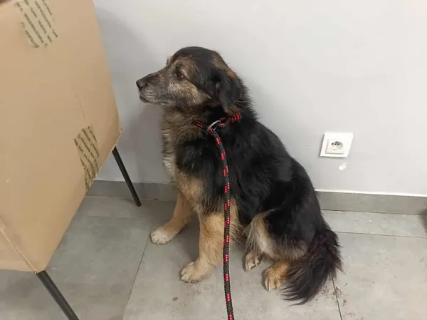 Znaleziono psa, Toruń, 4 lutego 2026